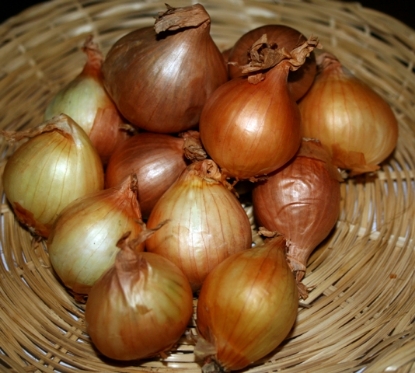 Picture of Shallot Sets Yellow Moon 500g Nets - January Delivery